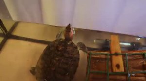 Красноухая черепаха - уход и содержание. Как ухаживать за красноухой черепахой