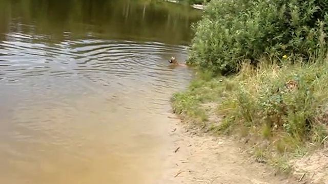 амстаффы ЦЕННЫЙ ПРИЗ -мой любимый треугольник(лето 2012) смотреть онлайн