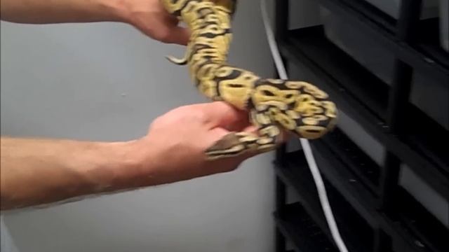 Ball Python Collection racks 2 and 3 смотреть онлайн