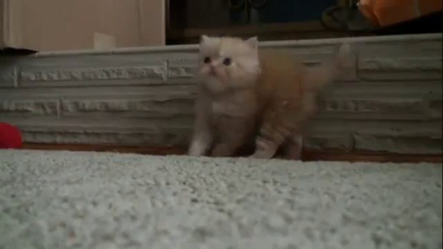 Котенок танцует смотреть онлайн