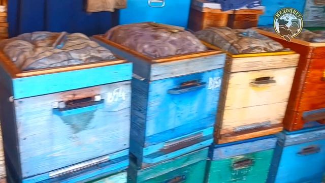 Зимовка на пасеке Состояние материнок Осмотр пасеки в феврале смотреть онлайн