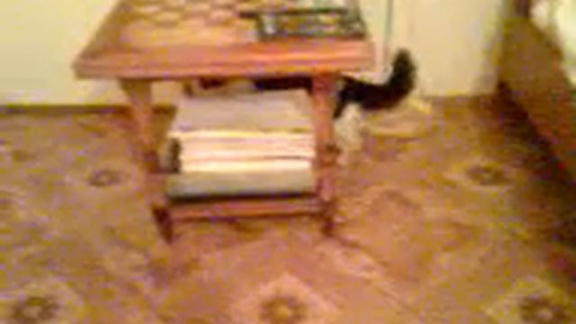 Киса из Красноярска ищет хозяина смотреть онлайн