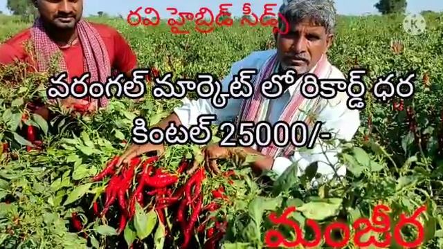 F1 Chilli #Manjeera #DryChilli #ravihybridseeds #chillicultivation смотреть онлайн