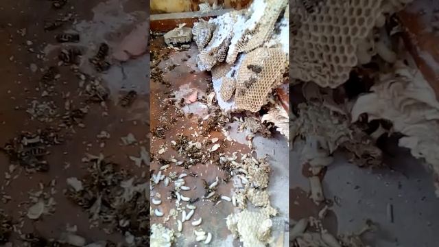 Осы под полом на балконе 1 часть смотреть онлайн