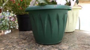 Ахименес: секреты обильного цветения