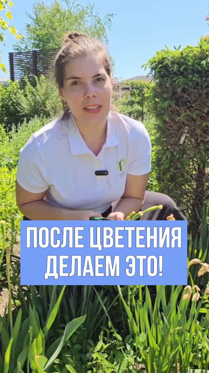 Что делать с тюльпанами ПОСЛЕ цветения? Луковичные после цветения.