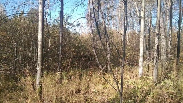 Осенний лес смотреть онлайн