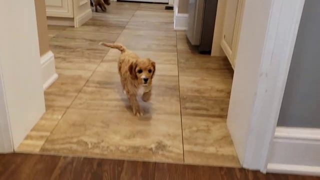 Adorable Cockapoo Puppies at play смотреть онлайн