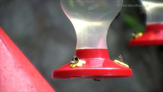 Costa Rica 1, Коста-Рика 1 смотреть онлайн