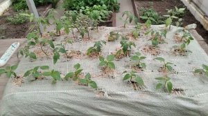 МЕШОК для РАССАДЫ. Передержка рассады без полива до 3 х недель. Второй способ.