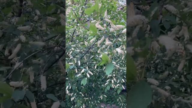 Не знаю как называется, это дерево, что цветёт. Кто подскажет? смотреть онлайн