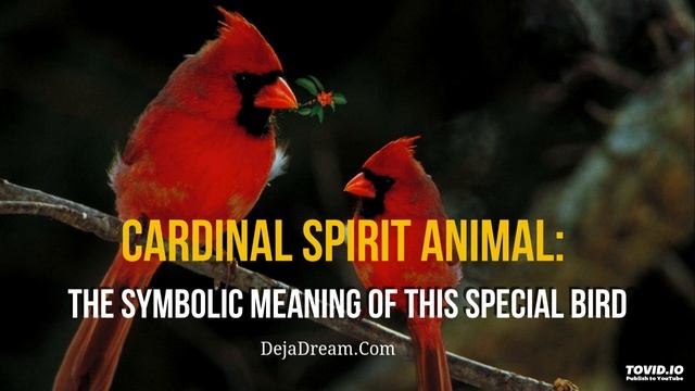 Cardinal Spirit Animal: The Symbolic Meaning Of This Special Bird смотреть онлайн