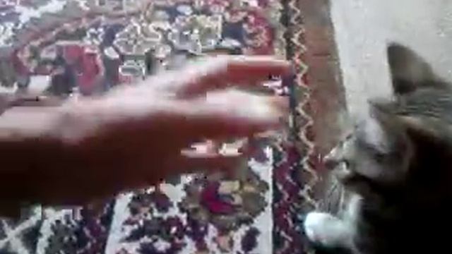 Видео с моего телефона смотреть онлайн