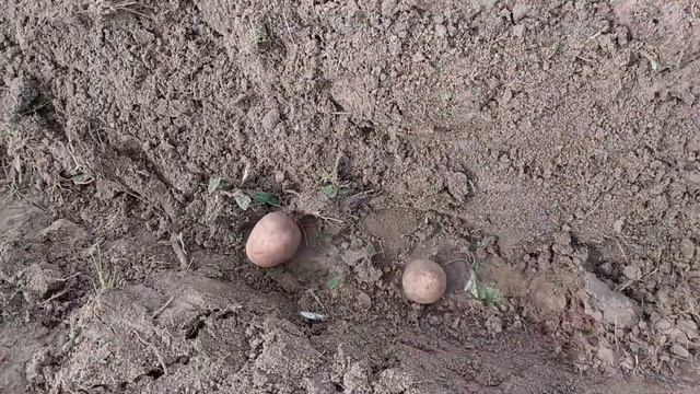 Как посадить картошку за три дня. Квест который мы пробежали за три дня смотреть онлайн