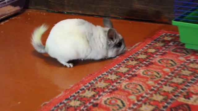 Зайка учится прыгать. Шуша - покоритель высоты. смотреть онлайн