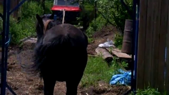 Мир Морских Зверей