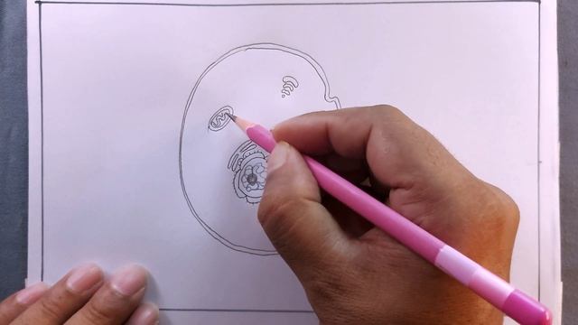 how to draw animal cell easy/diagram of animal cell drawing смотреть онлайн