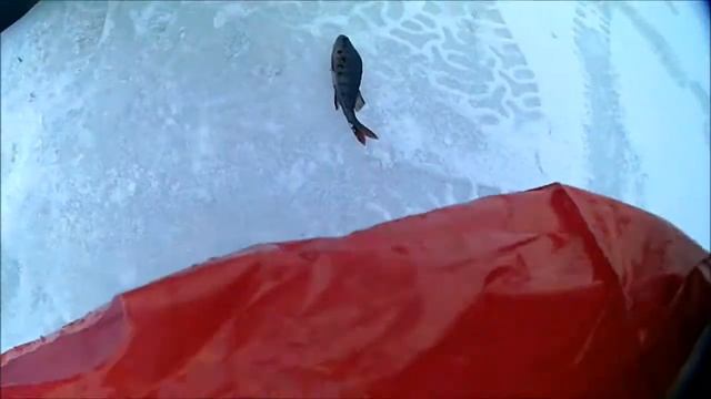 Ленинградская обл. рыбалка Окуни чёрные . Глухие Озёра на болоте. смотреть онлайн