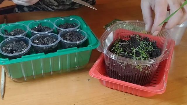 КАК ПИКИРОВАТЬ ГИПСОФИЛУ? смотреть онлайн