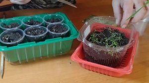 КАК ПИКИРОВАТЬ ГИПСОФИЛУ?