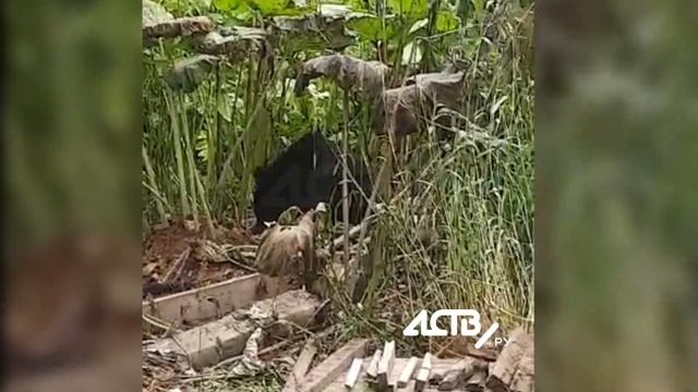 В Соколе на приусадебный участок пришёл медведь смотреть онлайн