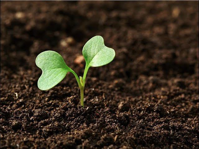 Идеальная ЗЕМЛЯ для РАССАДЫ. Готовим грунт своими руками. Обеззараживание почвы смотреть онлайн