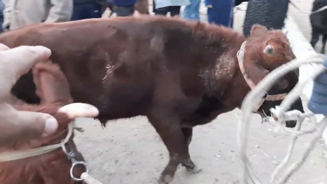 Ona bola sigir va bug‘oz sigir narxlari buxoro mol bozor narxlari yangi narxlari 7 ноября 2021 г. смотреть онлайн