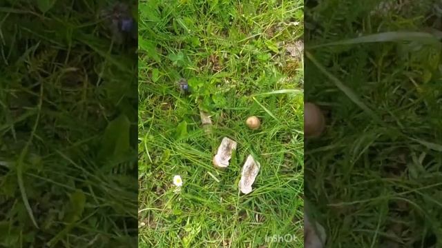 leccinum scabrum смотреть онлайн