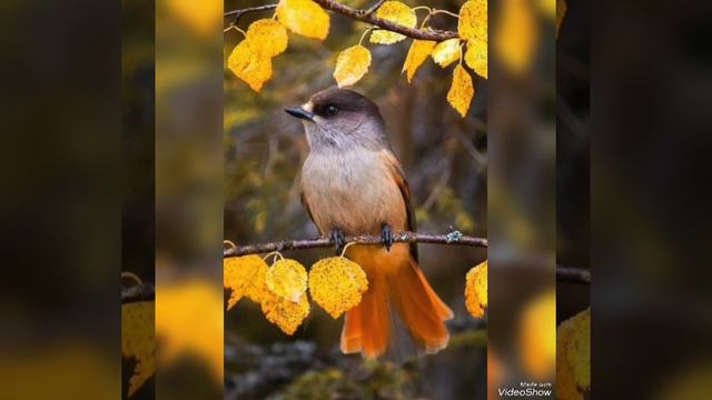 Красивого Осеннего Доброго Утра🍁🍂🌿🌿🍂 смотреть онлайн