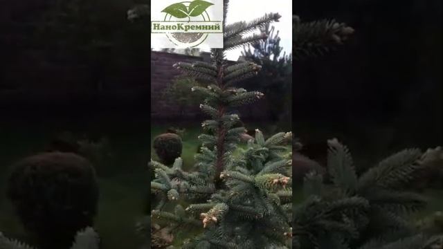 Отзывы об использовании НаноКремний на хвойных культурах смотреть онлайн