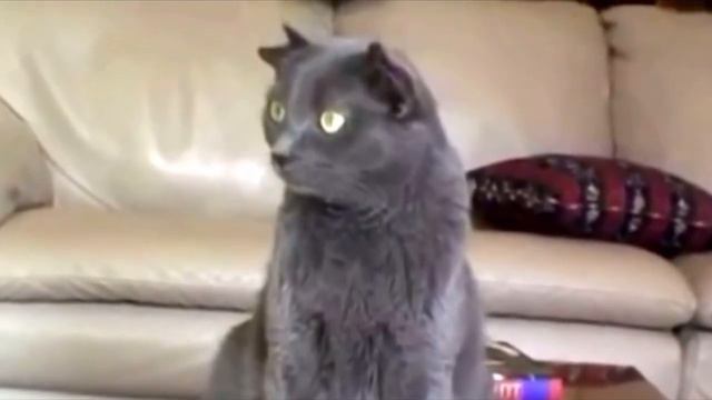 “Его никто не любит, заберите…” К молодой паре в кафе подошел парень и предложил странного котёнка! смотреть онлайн