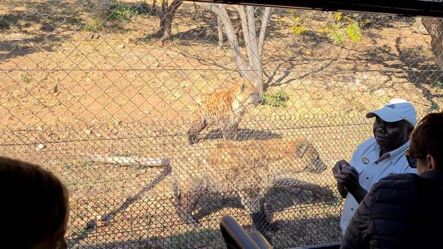 Fastest land mammal? The Ann Van Dyk Cheetah Centre смотреть онлайн