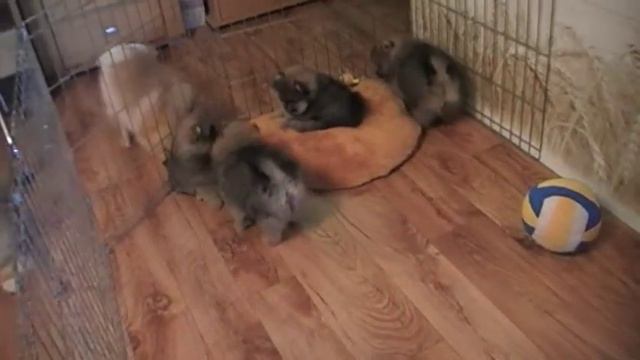 щенки с мячиком смотреть онлайн