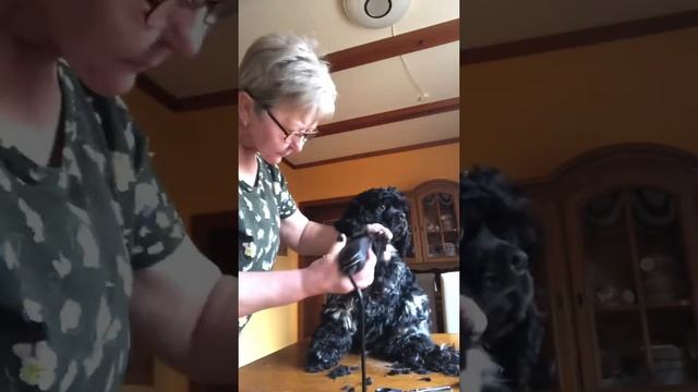 Сегодня стрижка у Роберта. Снимаем мерку на тёплую одежду . Выпал долгожданный снег! смотреть онлайн