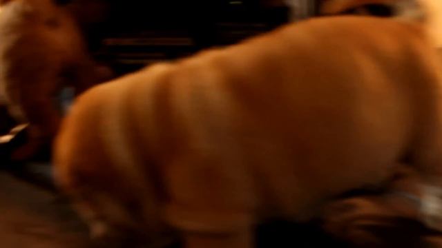 Nos bébés sharpei смотреть онлайн