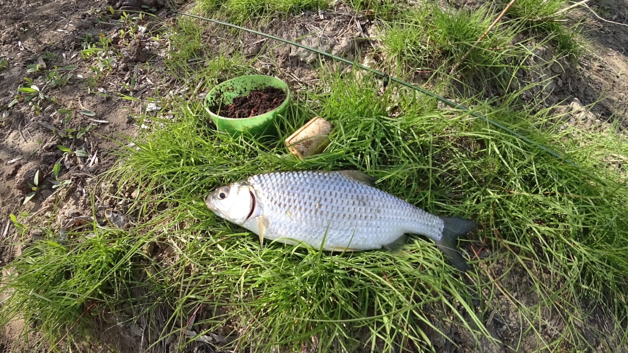 ХОД ВОБЛЫ Астрахань на ПОПЛАВОК ПОД БЕРЕГОМ. Астраханская вобла 2022. Вобла Астрахань. смотреть онлайн