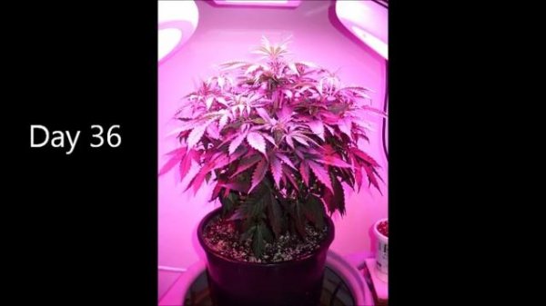 Cream Caramel Autoflower Photo Journal Part I