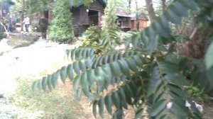 Капинус база отдыха Шахтерский район