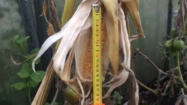 Кукуруза на даче 14.09.2021г. (Всеволожский район Лен. Обл.) смотреть онлайн