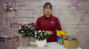 Как ухаживать за Азалией?