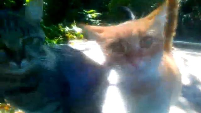 Домашние животные:Радость. Любовь. Релакс смотреть онлайн