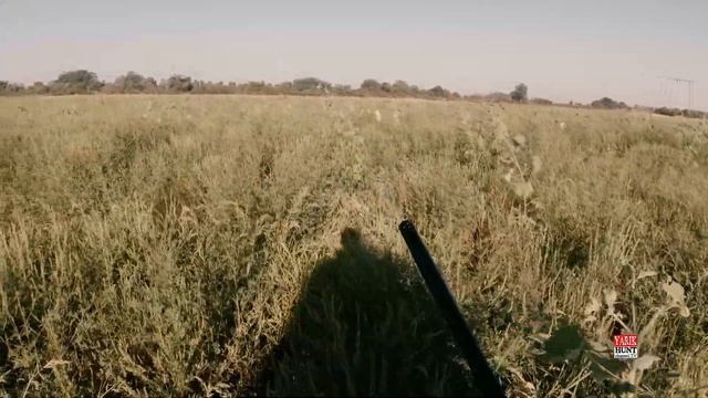 ?ХОТЕЛ ОХОТУ НА ФАЗАНА - НО ПОЛУЧИЛОСЬ НА ПЕРЕПЕЛА -РУЖЬЕ ФАБАРМ СТВОЛ 660 И ЧОКИ -РАСТРУБ✅ОТЧЕТ № смотреть онлайн