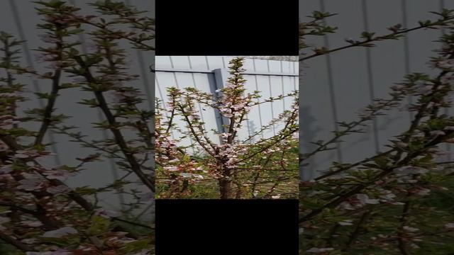 Вишня войлочная цветет...Красота.... смотреть онлайн