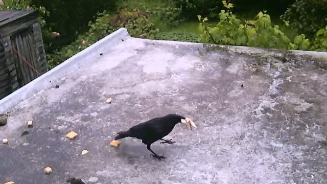 1/4 Greedy Bird! смотреть онлайн