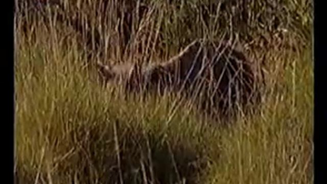 possible tasmanian tiger filmed in Australia смотреть онлайн