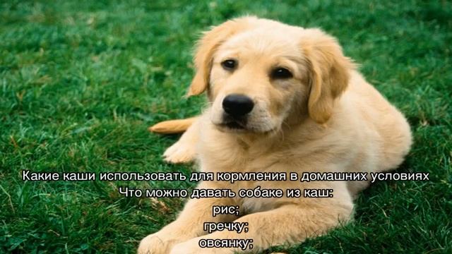 Чем кормить собаку в домашних условиях и как правильно это делать смотреть онлайн