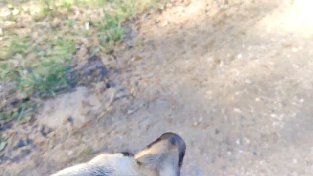 как выйти с дикарёнышем дариком из машины и куда потом пойти смотреть онлайн