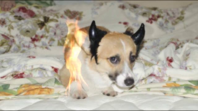 Besya - Beyli Telman Haus - Welsh Corgi Pembroke смотреть онлайн