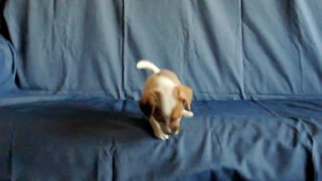 Джек рассел щенок 45 дней 1-2 Jack Russell puppy 4sale male смотреть онлайн
