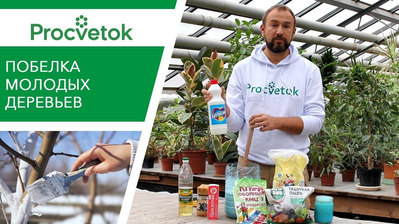 Правильный РЕЦЕПТ ПОБЕЛКИ молодых деревьев осенью! смотреть онлайн